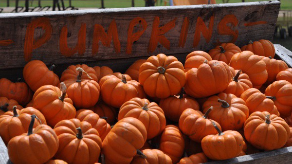 Fall Festivals, Farms & Pumpkin Patches Things to Do in Houston, with
